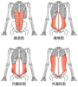 腹部筋肉群